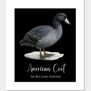 American Coot - The Bird Lover Collection Posters and Art